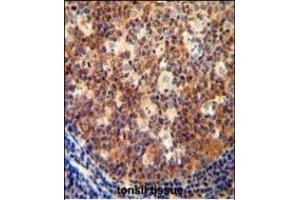 IL12B antibody (C-term) (ABIN654420 and ABIN2844155) immunohistochemistry analysis in formalin fixed and paraffin embedded human tonsil tissue followed by peroxidase conjugation of the secondary antibody and DAB staining. (IL12B 抗体  (C-Term))