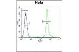 Flow Cytometric analysis of Hela cells (Right Histogram) using ASXL1 antibody (Center) Cat.