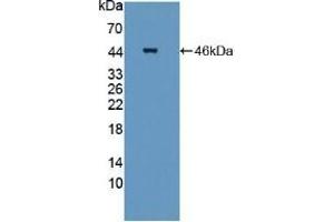 Western Blotting (WB) image for anti-Signal Transducing Adaptor Molecule (SH3 Domain and ITAM Motif) 2 (STAM2) (AA 1-377) antibody (ABIN7444229)