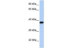 Western Blotting (WB) image for anti-DMRT-Like Family C2 (DMRTC2) antibody (ABIN2458206) (DMRTC2 抗体)