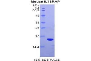 SDS-PAGE analysis of Mouse IL18RAP Protein. (IL18RAP 蛋白)