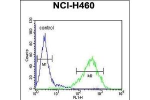 RAB3IL1 Antibody (C-term) (ABIN654988 and ABIN2844626) flow cytometric analysis of NCI- cells (right histogram) compared to a negative control cell (left histogram). (RAB3IL1 抗体  (C-Term))