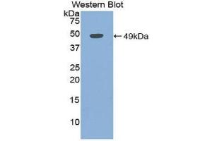 Western Blotting (WB) image for anti-Myoglobin (MB) (AA 1-154) antibody (ABIN1078379) (Myoglobin 抗体  (AA 1-154))
