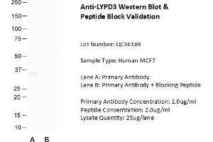 Host: Rabbit Target Name: LYPD3 Sample Type: Human MCF7  Lane A: Primary Antibody  Lane B: Primary Antibody + Blocking Peptide  Primary Antibody Concentration: 1. (LYPD3 抗体  (C-Term))