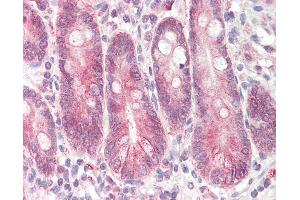 Anti-STAP2 antibody IHC of human small intestine. (STAP2 抗体  (AA 437-449))