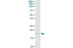 UBE2G2 MaxPab rabbit polyclonal antibody. (UBE2G2 抗体  (AA 1-137))