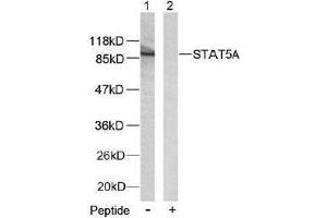 Image no. 2 for anti-Signal Transducer and Activator of Transcription 5A (STAT5A) (Ser780) antibody (ABIN197183) (STAT5A 抗体  (Ser780))