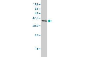 Western Blotting (WB) image for anti-Protein tyrosine Phosphatase, Receptor Type, N Polypeptide 2 (PTPRN2) (AA 108-212) antibody (ABIN562536)