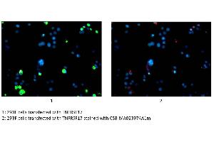 Immunofluorescence staining of 293F cells transfected with TNFRSF17 with ABIN7172256 at 1:100, counter-stained with DAPI. (BCMA 抗体  (AA 1-54))