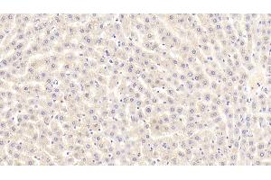 Immunohistochemistry (IHC) image for anti-3-Hydroxy-3-Methylglutaryl-CoA Reductase (HMGCR) (AA 638-887) antibody (ABIN7435559)