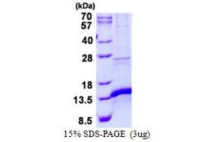 Image no. 1 for CDGSH Iron Sulfur Domain 1 (CISD1) protein (His tag) (ABIN5780773) (CISD1 Protein (His tag))