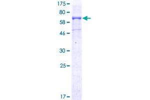 Image no. 1 for CD96 (CD96) (AA 1-402) protein (GST tag) (ABIN1348740)