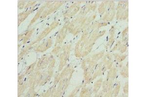 Immunohistochemistry of paraffin-embedded human heart tissue using ABIN7155989 at dilution of 1:100 (HADH 抗体  (AA 1-314))