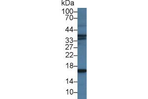 Western blot analysis of Pig Skeletal muscle lysate, using Human BNP Antibody (2 µg/ml) and HRP-conjugated Goat Anti-Mouse antibody ( (BNP 抗体)