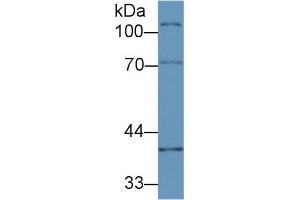 Western Blot; Sample:Mouse Ovary lysate; Primary Ab: 2µg/ml Rabbit Anti-Mouse CUZD1 Antibody Second Ab: 0. (CUZD1 抗体  (AA 291-545))