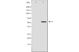 CDK8 抗体  (N-Term)