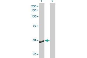 Western Blot analysis of ANGPTL4 expression in transfected 293T cell line by ANGPTL4 MaxPab polyclonal antibody.