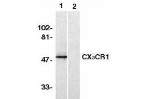 Western Blotting (WB) image for anti-Chemokine (C-X3-C Motif) Receptor 1 (CX3CR1) (AA 2-21), (N-Term) antibody (ABIN2473128) (CX3CR1 抗体  (N-Term))