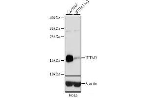 Western blot analysis of extracts from normal (control) and IFITM3 knockout (KO) HeLa cells using IFITM3 Polyclonal Antibody at dilution of 1:3000. (IFITM3 抗体)