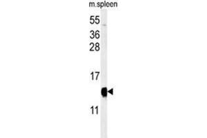 Western blot analysis of YPEL5 Antibody (C-term) in mouse spleen tissue lysates (35 µg/lane). (YPEL5 抗体  (C-Term))