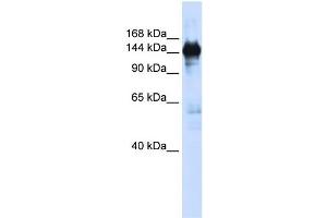 WB Suggested Anti-PFAS  Antibody Titration: 0. (PFAS 抗体  (N-Term))
