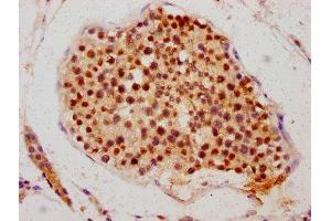 IHC image of ABIN7145109 diluted at 1:700 and staining in paraffin-embedded human testis tissue performed on a Leica BondTM system. (ATG16L2 抗体  (AA 262-348))