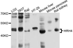 Western blot analysis of extracts of various cell lines, using HRH4 antibody (ABIN4903963) at 1:1000 dilution. (HRH4 抗体)