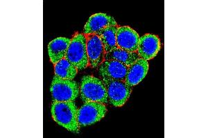 Confocal immunofluorescent analysis of L Sumoylation Site Antibody (ABIN389073 and ABIN2839274) with Hela cell followed by Alexa Fluor 488-conjugated goat anti-rabbit lgG (green). (PML 抗体  (Sumoylation Site))