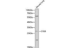 Western blot analysis of extracts of mouse lung, using CYGB antibody  at 1:1000 dilution. (CYGB 抗体  (AA 1-190))