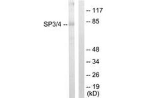 Western blot analysis of extracts from Jurkat cells, using SP3/4 Antibody. (Sp3/4 抗体  (AA 671-720))