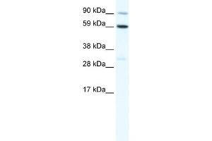 WB Suggested Anti-TBX21 Antibody Titration:  1. (T-Bet 抗体  (C-Term))