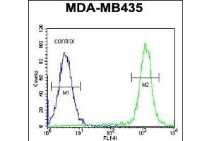 C Antibody (N-term) (ABIN654933 and ABIN2844576) flow cytometric analysis of MDA-M cells (right histogram) compared to a negative control cell (left histogram). (SWT1 抗体  (N-Term))