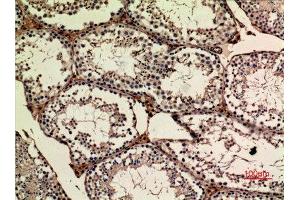 Immunohistochemistry (IHC) analysis of paraffin-embedded Mouse Ovary, antibody was diluted at 1:100. (APLP1 抗体  (Internal Region))