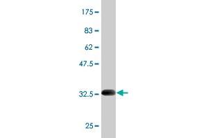 Western Blotting (WB) image for anti-Sodium Channel, Voltage-Gated, Type IX, alpha Subunit (SCN9A) (AA 269-339) antibody (ABIN562807)