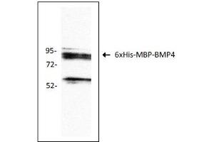 Antigen: 6xHis-MBP-BMP4 recombinant protein (ABIN2703604)  Primary Antibody: Anti-BMP4 monoclonal (PA354-16. (BMP4 抗体  (AA 25-408))