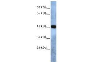 Image no. 1 for anti-Transmembrane Protein 115 (TMEM115) (AA 35-84) antibody (ABIN6740993) (TMEM115 抗体  (AA 35-84))