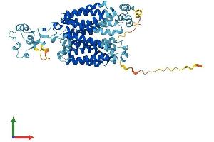 Protein Structure (PS) image for Solute Carrier Family 22 (Organic Cation Transporter), Member 1 (SLC22A1) (AA 1-554) protein (His tag) (ABIN7555346)