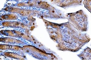 IHC analysis of Tspan-8/Tspan8 using anti-Tspan-8/Tspan8 antibody (ABIN7599681). (Tspan-8 抗体  (AA 108-203))