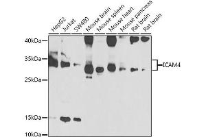 Western blot analysis of extracts of various cell lines, using IC antibody (ABIN6129523, ABIN6142121, ABIN6142122 and ABIN6223312) at 1:1000 dilution. (ICAM4 抗体  (AA 20-140))