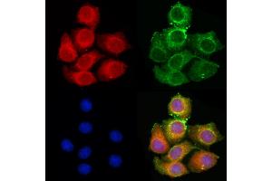 ABIN6261280 and ABIN6279617 staining HepG2 cells by IF/ICC. (Non-Syndromic Hearing Impairment Protein 5 (GSDME) (C-Term) 抗体)