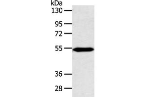Western blot analysis of Mouse heart tissue using ZNF239 Polyclonal Antibody at dilution of 1:800 (ZNF239 抗体)