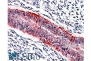 Image no. 1 for anti-Matrix Metallopeptidase 7 (Matrilysin, Uterine) (MMP7) (C-Term) antibody (ABIN374597) (MMP7 抗体  (C-Term))
