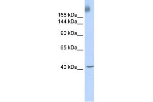 WB Suggested Anti-TAF1 Antibody Titration:  0. (TAF1 抗体  (Middle Region))