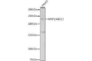Western blot analysis of extracts of HepG2 cells, using MRP1/ antibody (ABIN6129852, ABIN6136353, ABIN6136354 and ABIN6215081) at 1:1000 dilution. (ABCC1 抗体  (AA 850-960))
