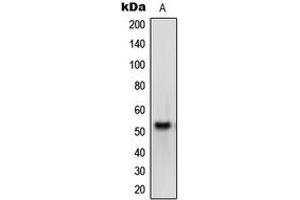 Western blot analysis of Melanopsin expression in HEK293T (A) whole cell lysates. (OPN4 抗体  (C-Term))