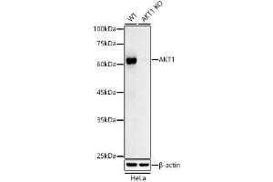 Western blot analysis of extracts from wild type(WT) and  knockout (KO) HeLa cells, using  antibody (ABIN7271243) at 1:1000 dilution. (AKT1 抗体)