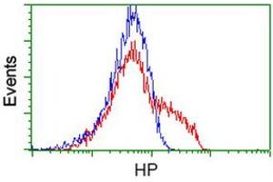 Image no. 3 for anti-Haptoglobin (HP) antibody (ABIN1498579) (Haptoglobin 抗体)