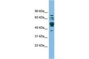 Image no. 1 for anti-serine Hydroxymethyltransferase 1 (Soluble) (SHMT1) (AA 35-84) antibody (ABIN6744856) (SHMT1 抗体  (AA 35-84))
