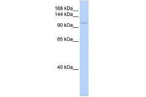 WB Suggested Anti-TMF1 Antibody Titration:  0. (TMF1 抗体  (Middle Region))