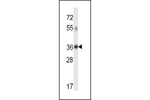 DHRS7C Antibody (Center) (ABIN657710 and ABIN2846701) western blot analysis in human placenta tissue lysates (35 μg/lane). (DHRS7C 抗体  (AA 116-145))